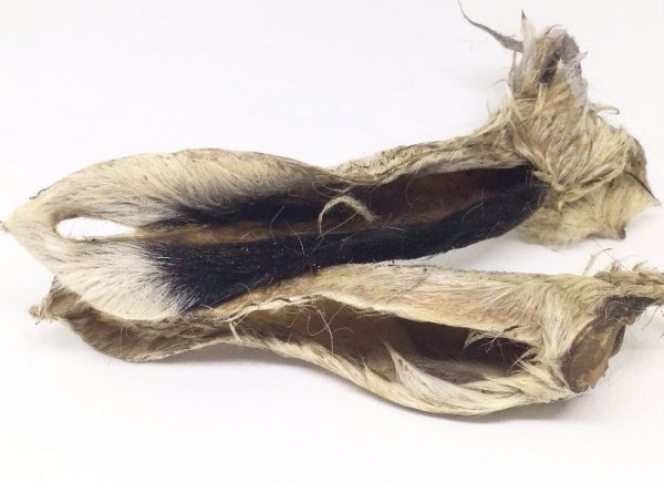 Lambs Ears With Hair